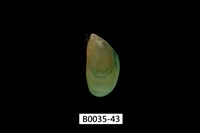 藏品(綠殼菜蛤)的圖片